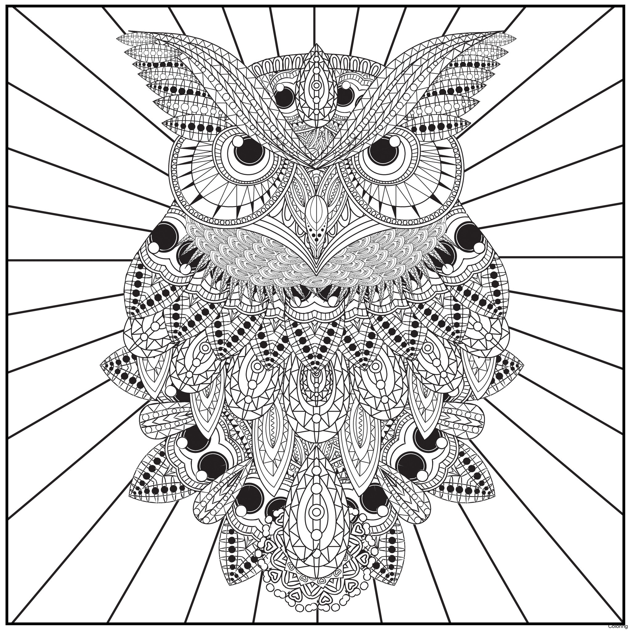 2048x2048 Detailed Owl Coloring Pages For Adults Inspiration Brightbird Free