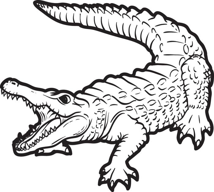 Alligator Color Free Printable Alligator Coloring Page For Kids 2 700x628 Alligator Color Free Printable Alligator Coloring Page For Kids 2