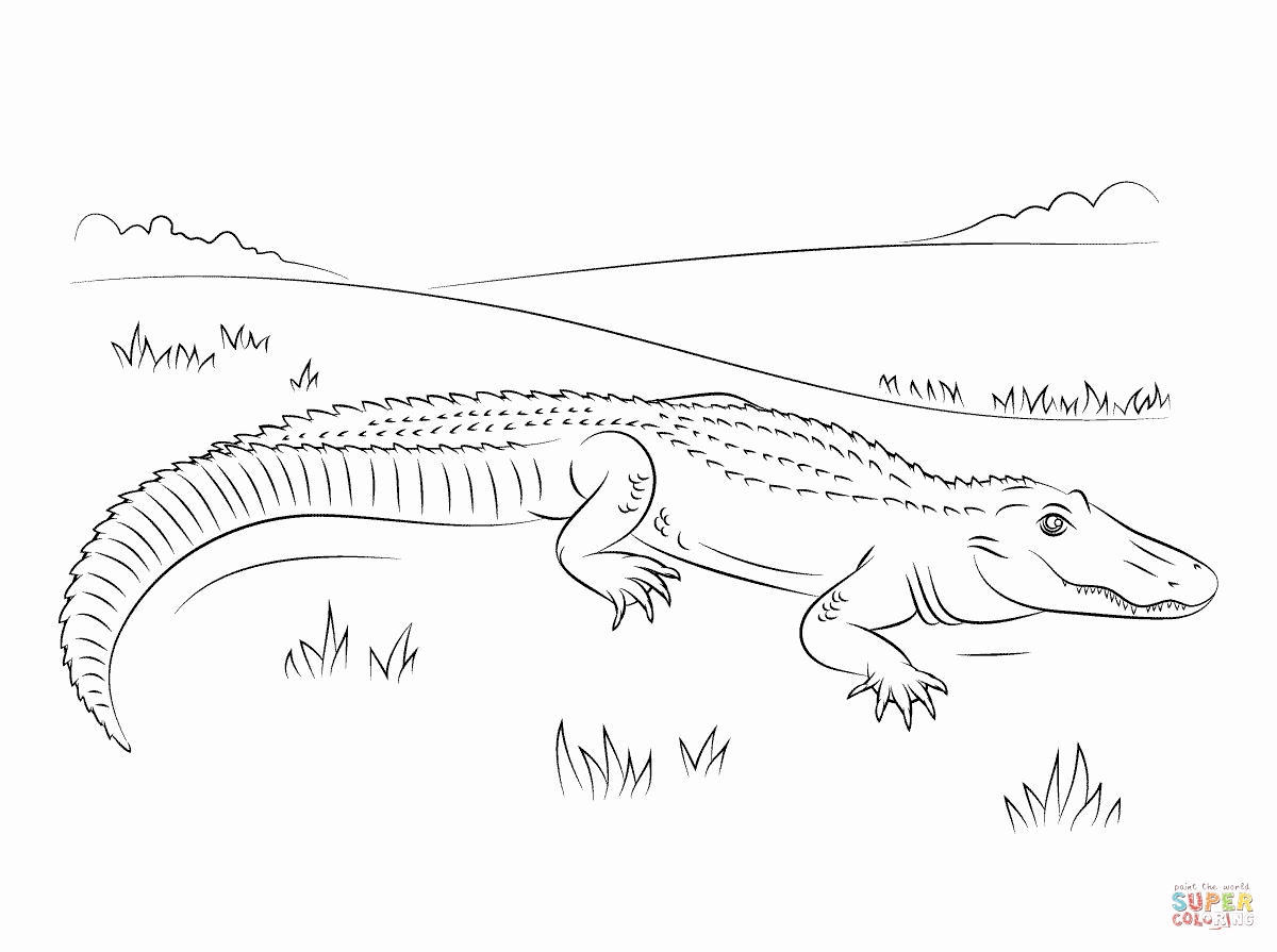 Easy American Alligator Coloring Page Skill Free Pr 9031 Unknown 1200x895 Easy American Alligator Coloring Page Skill Free Pr 9031 Unknown