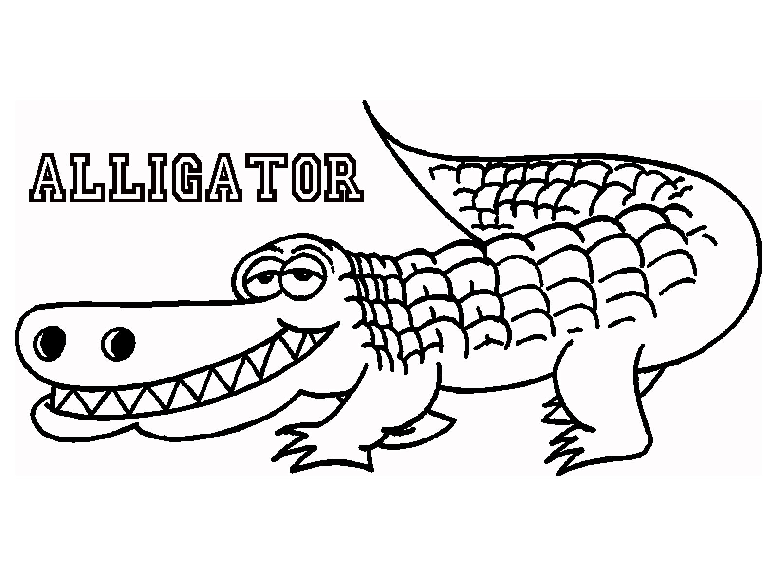 Latest American Alligator Coloring Page Drawin 1600x1200 Latest American Alligator Coloring Page Drawin