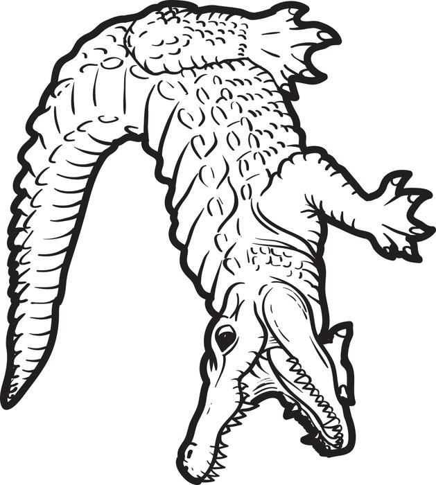 Alligator Coloring Page 629x700 Alligator Coloring Page