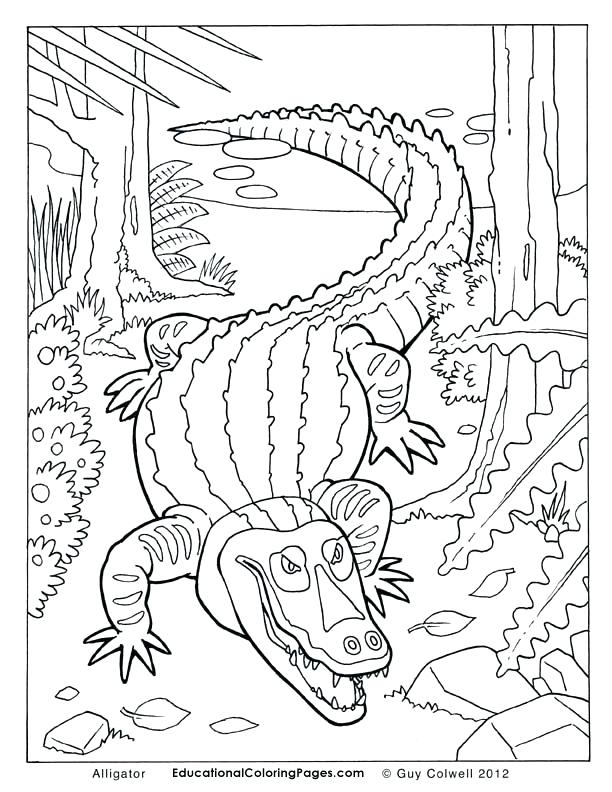 Alligator Coloring Page Alligator Coloring Pages Free Coloring 612x792 Alligator Coloring Page Alligator Coloring Pages Free Coloring