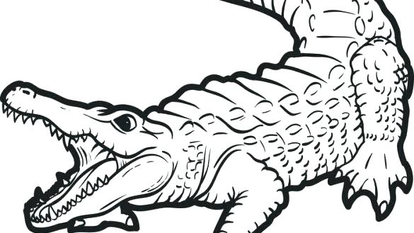 Alligator Coloring Page Alligator Coloring Pages Free Printable 585x329 Alligator Coloring Page Alligator Coloring Pages Free Printable