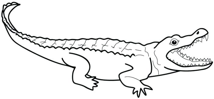 Alligator Coloring Page Elegant Alligator C Page For Pages Free 700x325 Alligator Coloring Page Elegant Alligator C Page For Pages Free