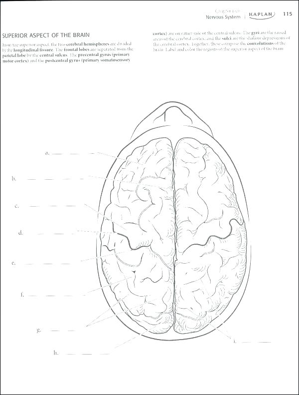 Brain Anatomy Coloring Pages Anatomy Coloring Book Free Also Brain 600x791 Brain Anatomy Coloring Pages Anatomy Coloring Book Free Also Brain