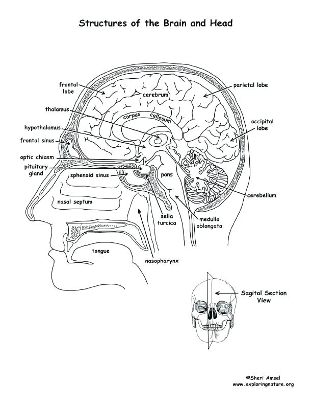 Brain Coloring Page Anatomy Coloring Pages Brain Anatomy Coloring 612x792 Brain Coloring Page Anatomy Coloring Pages Brain Anatomy Coloring