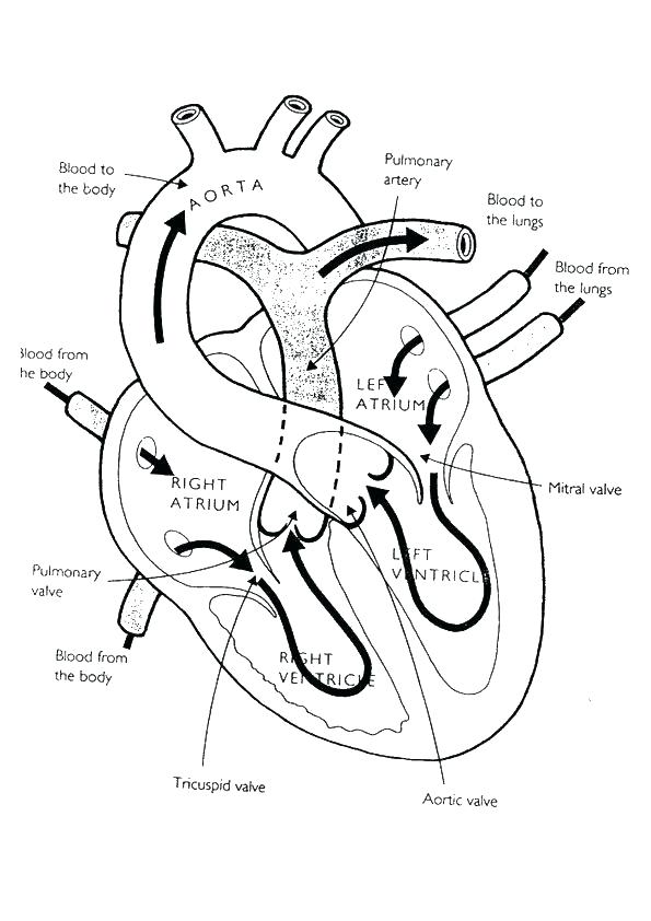 Human Anatomy Coloring Pages Free Printable Human Anatomy Coloring 595x842 Human Anatomy Coloring Pages Free Printable Human Anatomy Coloring