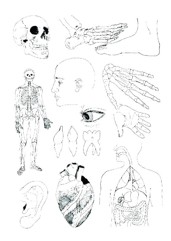 Anatomy Muscle Coloring Pages 567x800 Anatomy Muscle Coloring Pages