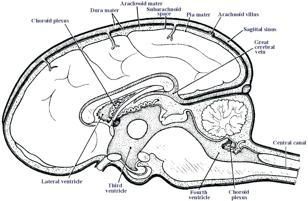 Anatomy Coloring Page Anatomy Coloring Pages Eye 1024x671 Anatomy Coloring Page Anatomy Coloring Pages Eye