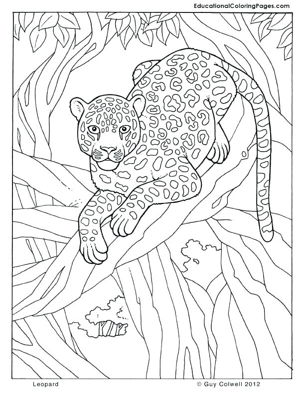 Jungle Animal Coloring Pages Animal Coloring Pages Leopard Jungle 612x792 Jungle Animal Coloring Pages Animal Coloring Pages Leopard Jungle