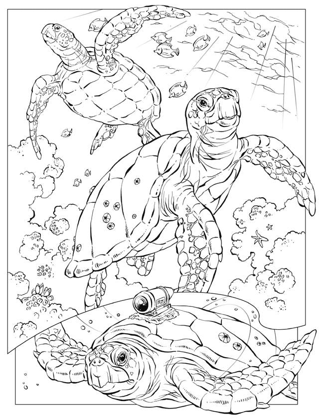 Free Printable Ocean Coloring Pages For Kids 650x841 Free Printable Ocean Coloring Pages For Kids
