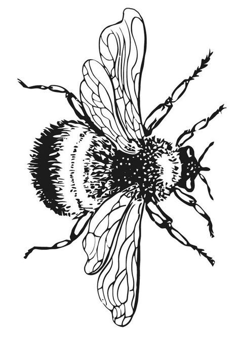 Queen Bee Coloring Page At GetColorings Free Printable Colorings 10240 ...