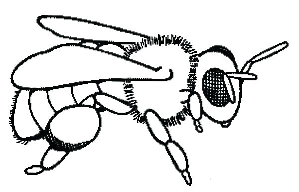 600x385 Beehive Coloring Page Beehive Coloring Page Honey Bee Coloring