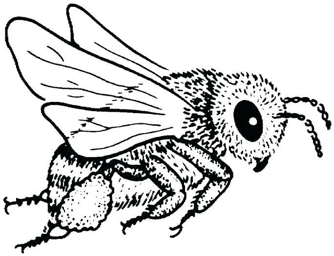 684x525 Bees Coloring Pages Lovely Bumble Bee Coloring Pages Fee Related
