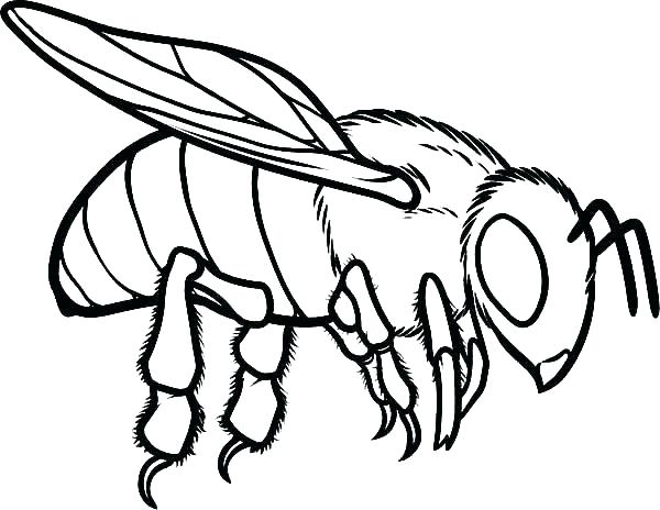 600x464 Full Size Coloring Pages Bee Coloring Page As Bee Coloring Pages