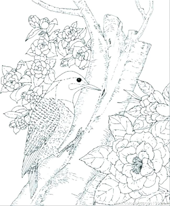 Bird Coloring Pages Birds To Color Cute Bird Coloring Pages 650x789 Bird Coloring Pages Birds To Color Cute Bird Coloring Pages