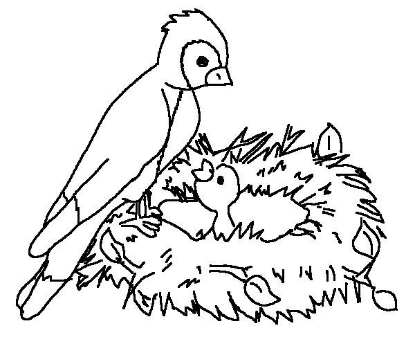Bird Coloring Sheets 1 600x500 Bird Coloring Sheets 1