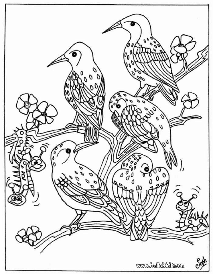 Coloring Book Birds Bird Coloring Pages 90 Free Birds Coloring 700x900 Coloring Book Birds Bird Coloring Pages 90 Free Birds Coloring