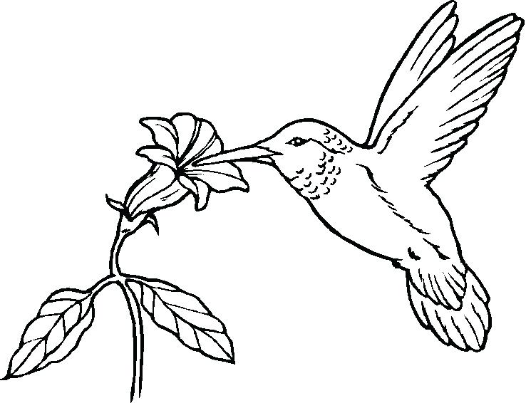 Free Printable Bird Coloring Pages Interesting Design Angry Birds 738x566 Free Printable Bird Coloring Pages Interesting Design Angry Birds