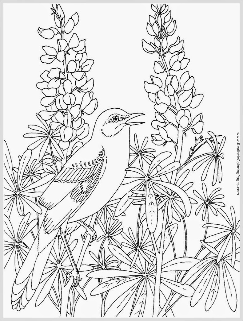 Incredible Robin Bird Coloring Pages For Adult Realistic Trend 790x1046 Incredible Robin Bird Coloring Pages For Adult Realistic Trend