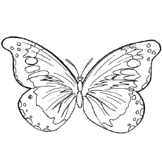 230x230 Top 50 Free Printable Butterfly Coloring Pages Online