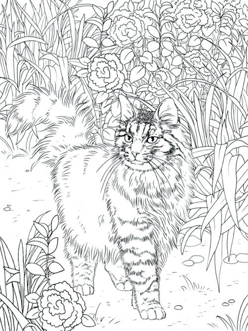 500x667 Cat Coloring Book Coloring Book Color Cat Coloring Book Cat