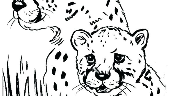 Cheetah Coloring Pages Coloring Pages Of Cheetahs Free Printable 585x329 Cheetah Coloring Pages Coloring Pages Of Cheetahs Free Printable