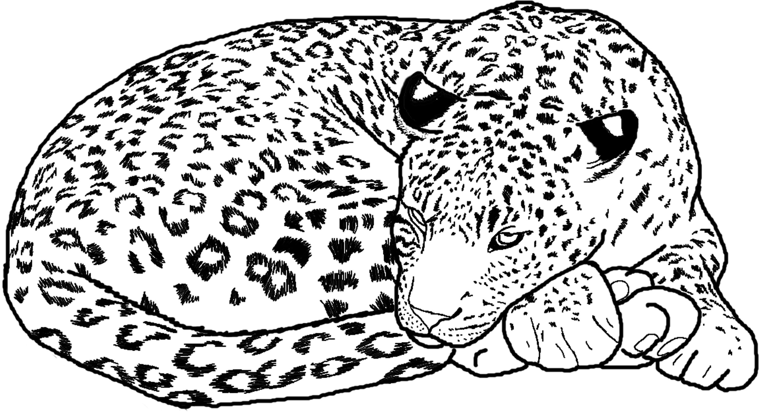 Cheetah Coloring Pages New Baby Cheetah Coloring Page Logo 3000x1629 Cheetah Coloring Pages New Baby Cheetah Coloring Page Logo