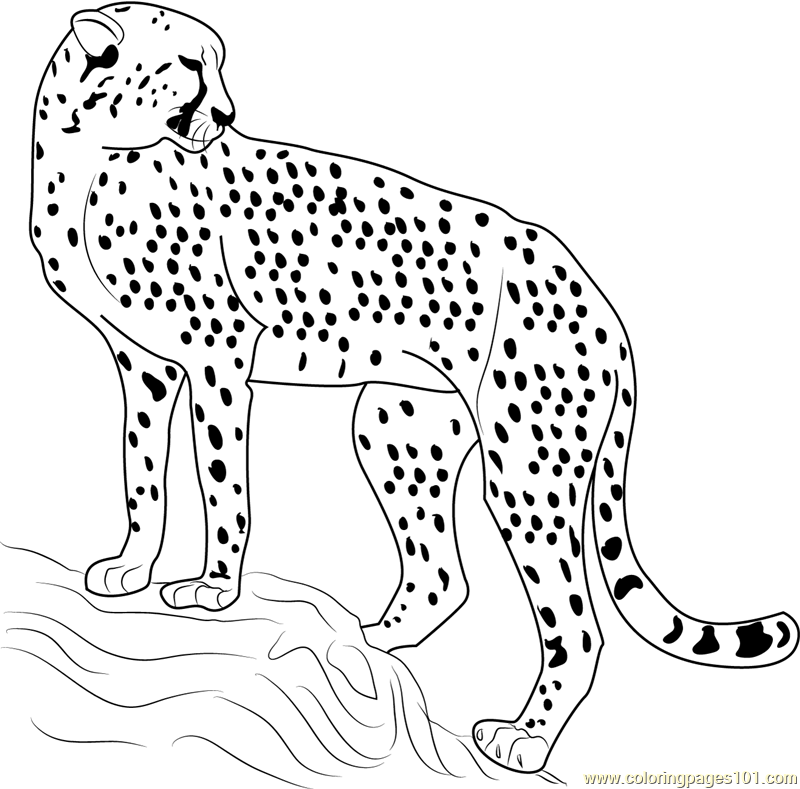 Cheetah Looking Back Coloring Page 800x789 Cheetah Looking Back Coloring Page