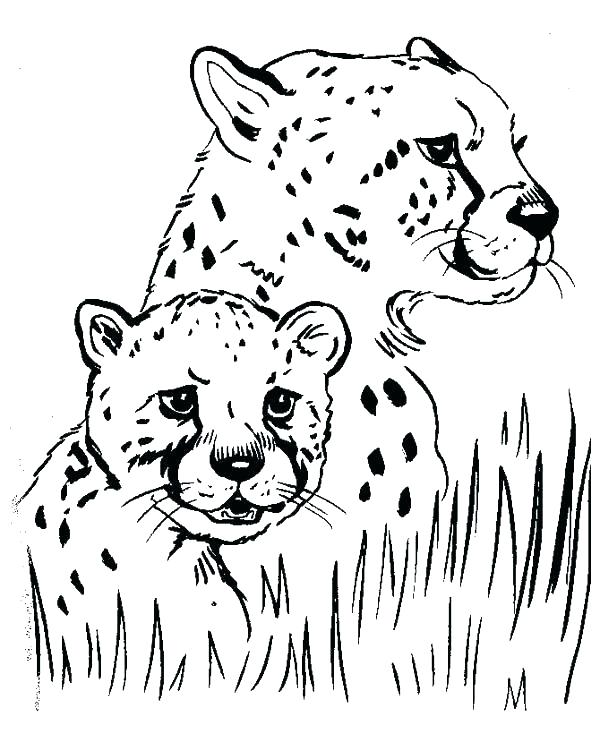 Cheetahs Color Cheetah Coloring Page Unique Cheetah Coloring Pages 600x734 Cheetahs Color Cheetah Coloring Page Unique Cheetah Coloring Pages