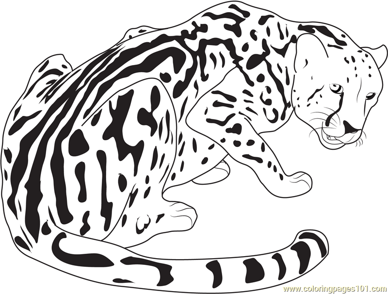 King Cheetah Coloring Page 800x606 King Cheetah Coloring Page