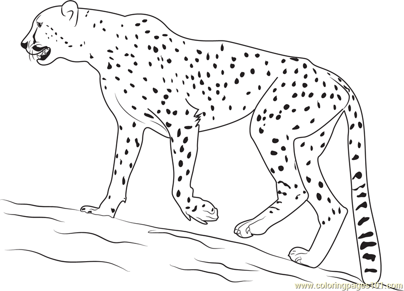 Walking Cheetah Coloring Page 800x575 Walking Cheetah Coloring Page