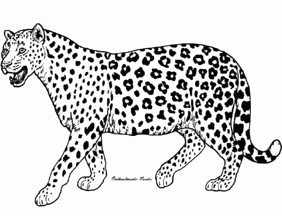 Cheetah Coloring Pages To Print Shippa.co 980x750 Cheetah Coloring Pages To Print Shippa.co
