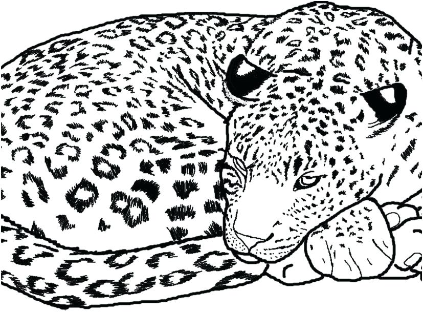 Cheetah Coloring Pages Animals Coloring Pages Photo Cheetah 827x609 Cheetah Coloring Pages Animals Coloring Pages Photo Cheetah