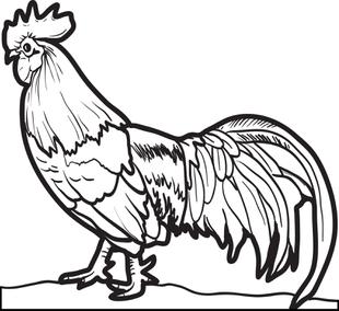 Realistic Chicken Coloring Page Free Printable, Free And Chicken 310x284 Realistic Chicken Coloring Page Free Printable, Free And Chicken