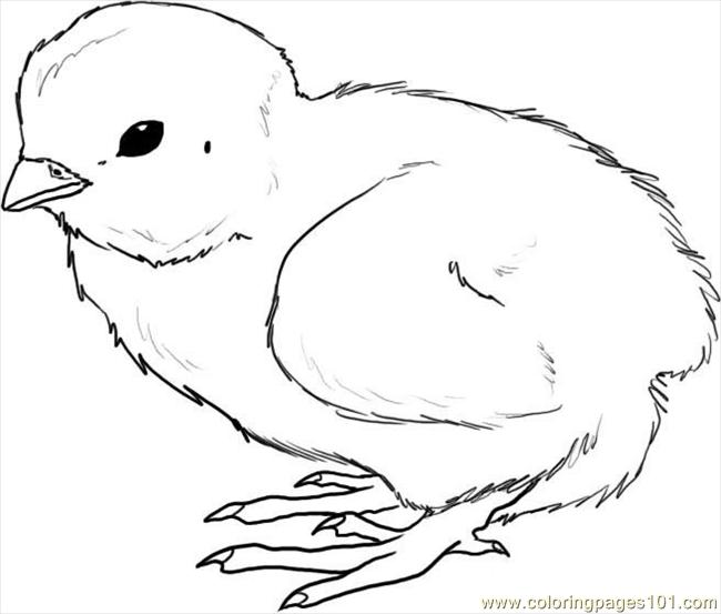 Chick Coloring Pages How To Draw A Chick Step 4 Coloring Page Free 650x553 Chick Coloring Pages How To Draw A Chick Step 4 Coloring Page Free