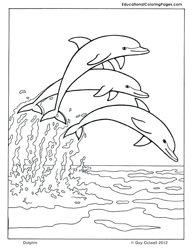 612x792 Animal Coloring Page Marine Coloring Page Dolphin Coloring Dolphin