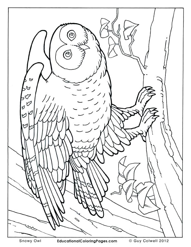 612x792 Coloring Pages Animals Realistic