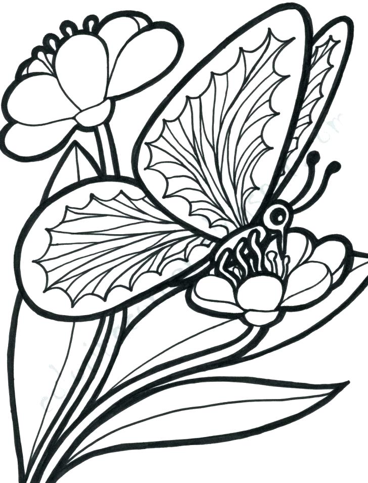 Free Coloring Pages Flowers And Butterflies Flowers And Free 728x955 Free Coloring Pages Flowers And Butterflies Flowers And Free