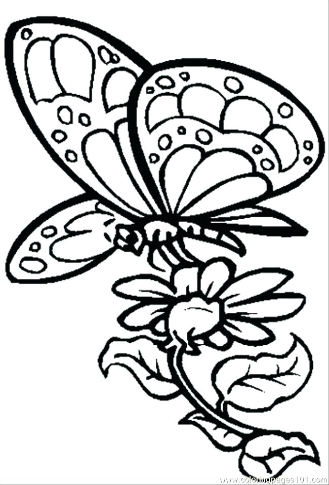 Free Coloring Pages Flowers Coloring Pages Of Flowers 650x958 Free Coloring Pages Flowers Coloring Pages Of Flowers
