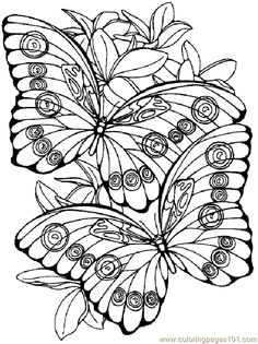 Image Result For Coloring Flowers Butterflies Dragonflies 236x315 Image Result For Coloring Flowers Butterflies Dragonflies