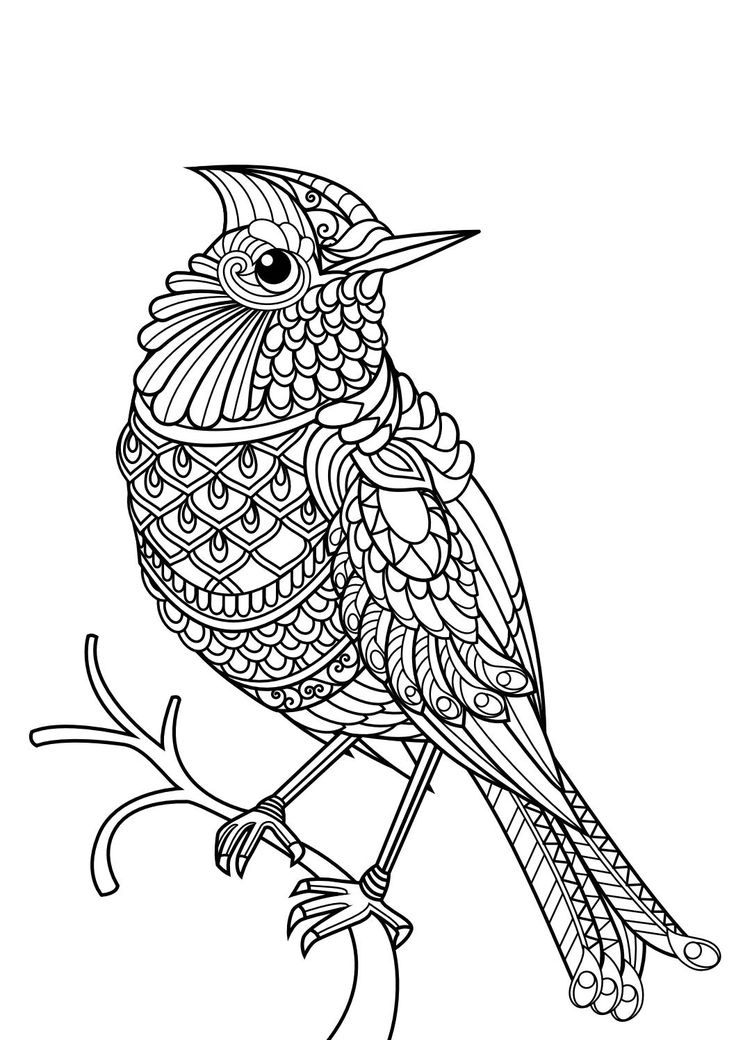 Fanciful Free Animal Coloring Pages For Adults Best Kids 736x1040 Fanciful Free Animal Coloring Pages For Adults Best Kids
