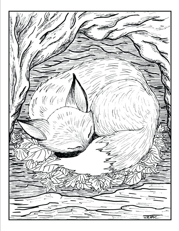 Coloring Pages Adults Foxes 736x952 Coloring Pages Adults Foxes
