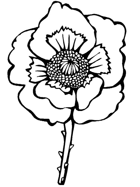 Remembrance Day Or Veteran's Day Coloring Pages An Important 570x760 Remembrance Day Or Veteran's Day Coloring Pages An Important