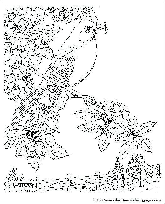 Free Coloring Pages Nature Scenes at GetColorings.com | Free printable ...