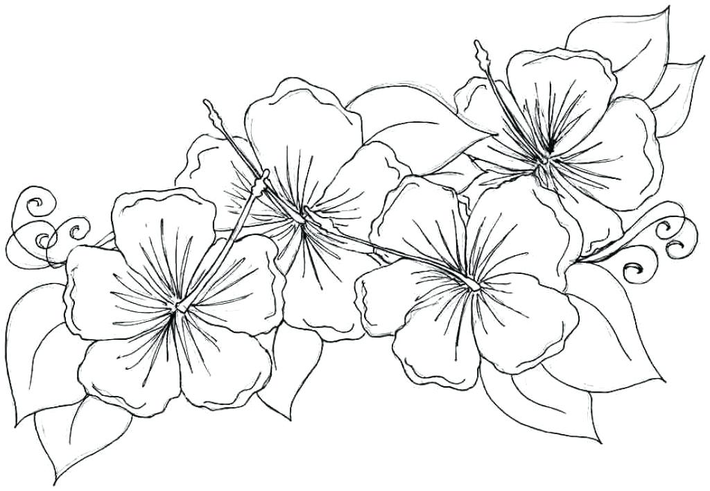 1024x708 Free Coloring Pages Of Hawaiian Flowers