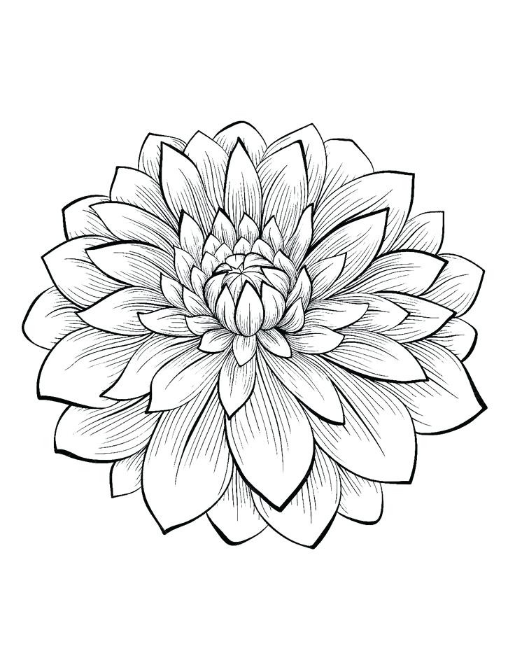 736x950 Fun Flower Coloring Pages Color Bros Free Coloring Sunflower Color