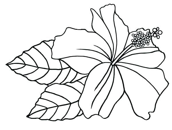 600x454 Hawaiian Flower Coloring Pages