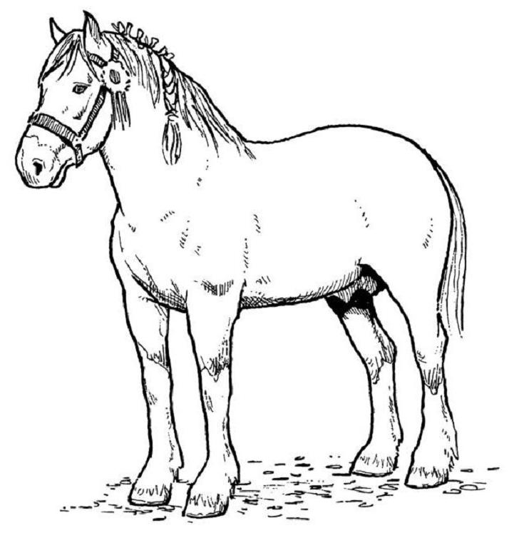 28 Free Coloring Pages Horses, Horse Coloring Pages 2 Coloring 721x747 28 Free Coloring Pages Horses, Horse Coloring Pages 2 Coloring