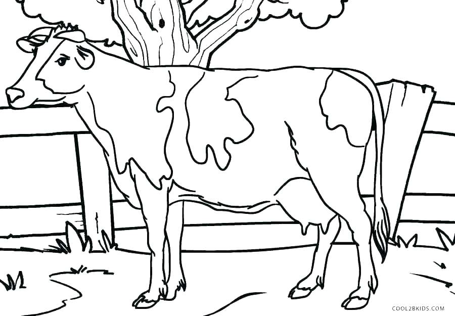 Cow Coloring Pages Cow Coloring Book Coloring Pages Of Cows Cow 900x625 Cow Coloring Pages Cow Coloring Book Coloring Pages Of Cows Cow